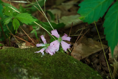 Silene caroliniana
