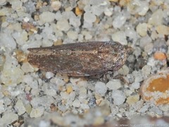 Paraphlepsius continuus