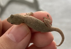 Gekko swinhonis