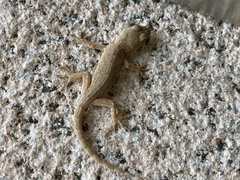 Gekko swinhonis