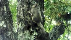 Glaucomys volans oaxacensis