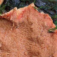 Gloeoporellus merulinus