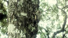 Glaucomys volans oaxacensis