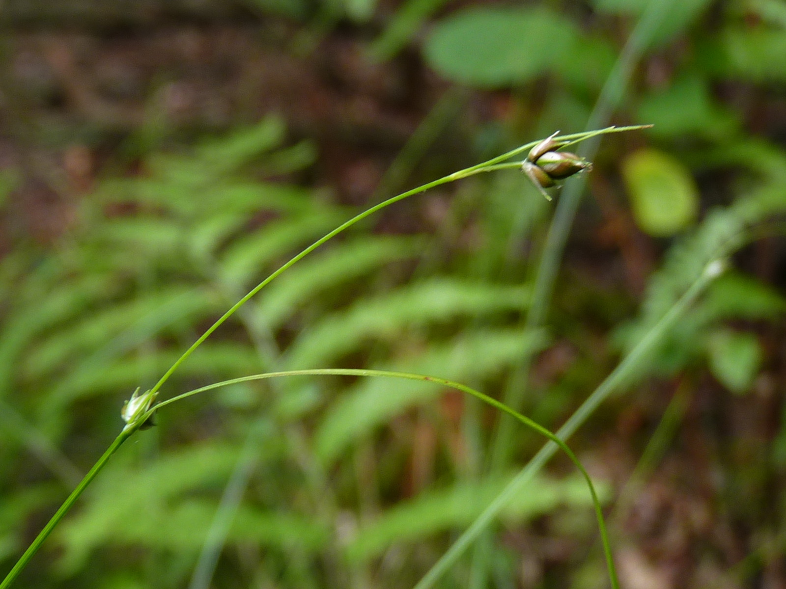 Carex trisperma