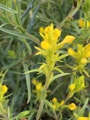 Orthocarpus luteus