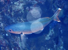 Caesio suevica