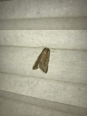 Lepidoptera