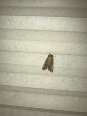 Lepidoptera