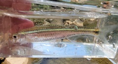 Notropis telescopus