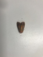 Hypoprepia miniata