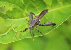 Meropachyini