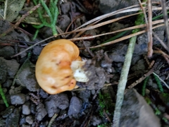 Cortinarius epiphaeus