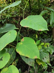 Vitis chunganensis