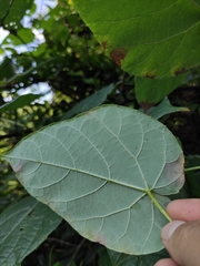 Vitis chunganensis
