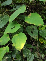 Vitis chunganensis