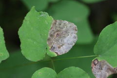 Phytomyza vancouveriella