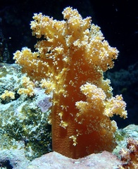 Dendronephthya hemprichi