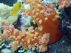 Dendronephthya hemprichi