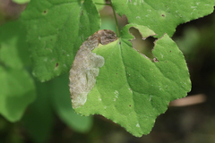 Phytomyza vancouveriella