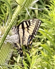 Papilio canadensis × glaucus