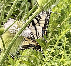 Papilio canadensis × glaucus