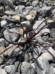 Pedicularis lanata