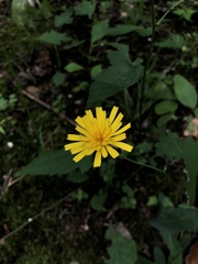 Hieracium maculatum