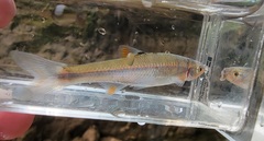 Lythrurus fasciolaris