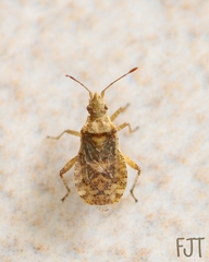 Rhopalidae