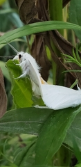 Spilosoma virginica