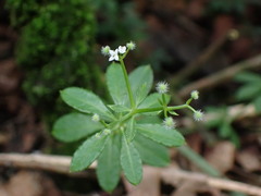 Galium echinocarpum