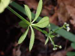 Galium echinocarpum