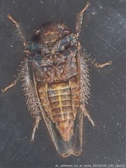 Paraphlepsius continuus