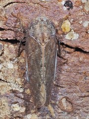 Paraphlepsius continuus