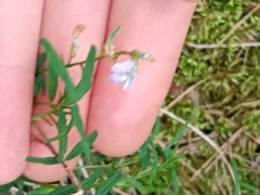 Astragalus silvisteppaceus