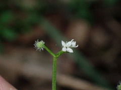 Galium echinocarpum