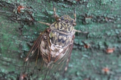 Hyalessa maculaticollis