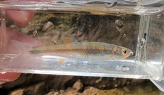 Lythrurus fasciolaris