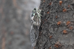 Hyalessa maculaticollis