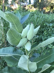 Asclepias syriaca