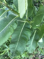 Asclepias syriaca
