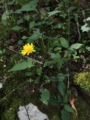 Hieracium maculatum