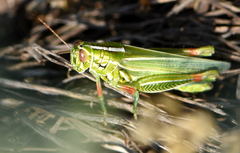 Hesperotettix viridis viridis
