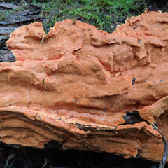 Gloeoporellus merulinus