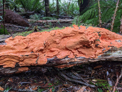 Gloeoporellus merulinus