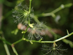 Valeriana flaccidissima
