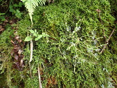 Valeriana flaccidissima