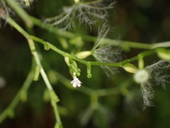Valeriana flaccidissima