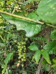 Vitis chunganensis