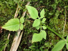Valeriana flaccidissima